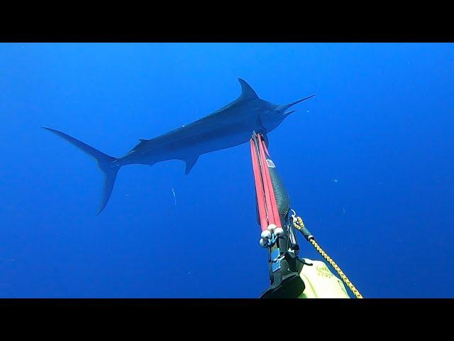 Spearfishing Black Marlin Australia