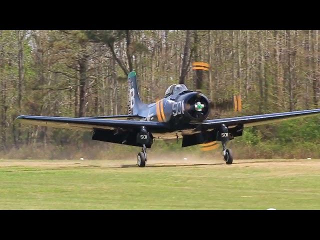 Skyraider Lands on our grass runway | Military Aviation Museum