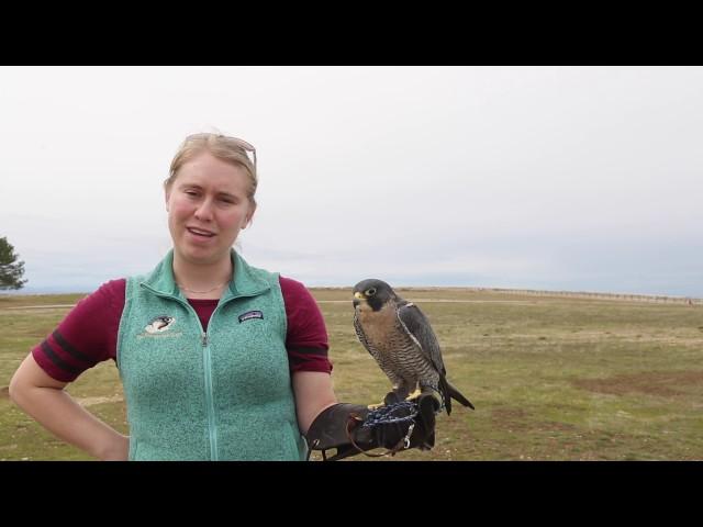 The Peregrine Fund helps conserve raptor species around the world