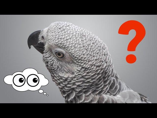 African Grey Parrot Male or Female? (Determine Gender of African Greys)