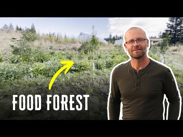 Late summer Food Forest Update!