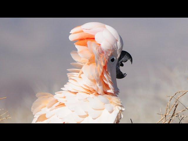 How to Stop a Moluccan Cockatoo From Screaming | Training