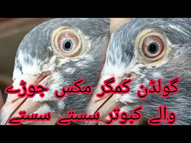 Mix Joray waly Achy kabootar || 03234639084 || Golden kabootar || Kamagar kabootar || Teddy pigeons.