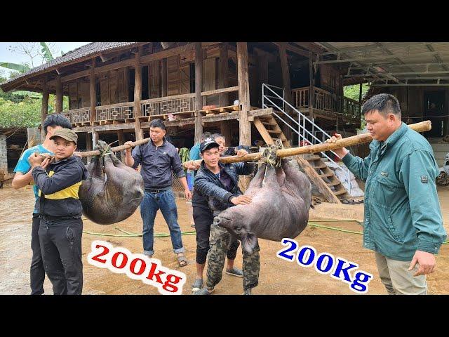 THỊT LỢN TẾT 200KG | Nhịp Sống Tây Bắc