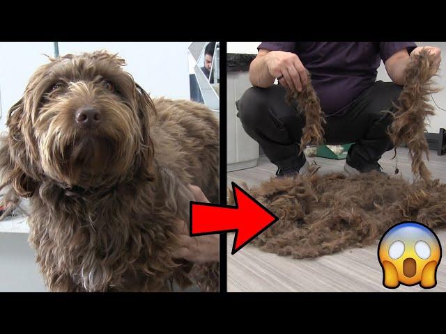 Severely Matted Dog Transformation | Pro Grooming Tips !