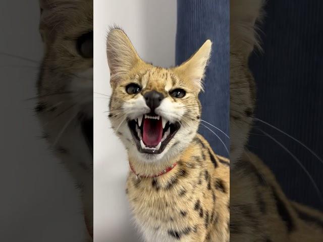 Angry cat ️️️ Serval cat hisses #serval #cat