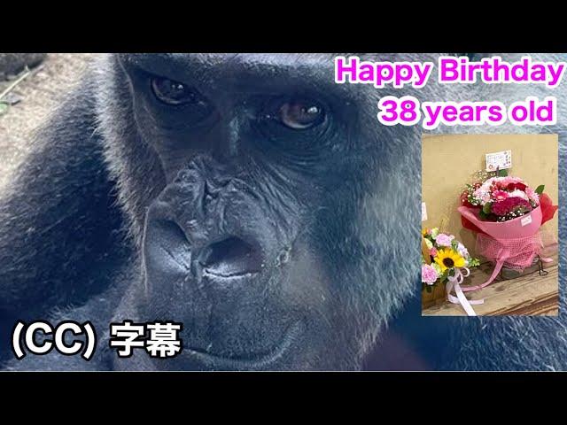 Happy Birthday! Mom Gorilla Genki is 38 years old, ｜Momotaro family