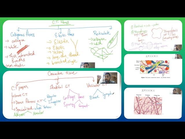 Connective tissues and their classification in detail