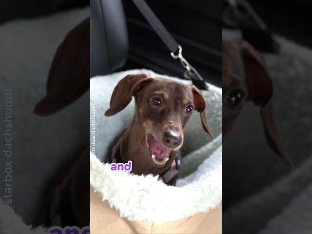 Moonpie and mom at the drive thru #starboxdachshunds #starbox #dachshunds #moonpiestarbox