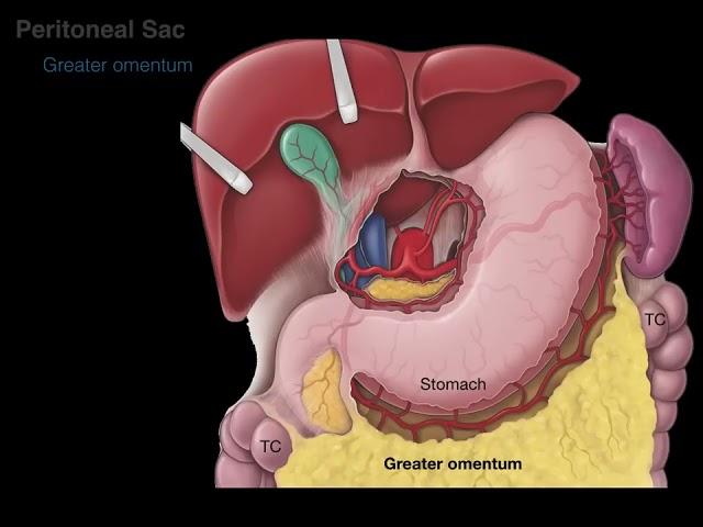 Peritoneum tutorial