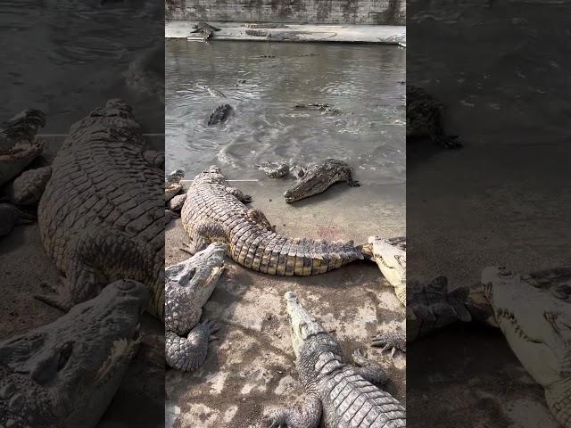 Feeding Crocodiles with Crocodile Leg