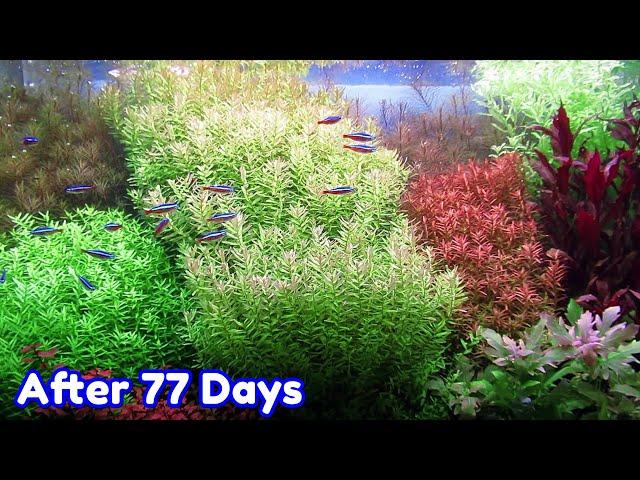 ROTALA BUSHY - STEP BY STEP AQUASCAPE DUTCHSTYLE