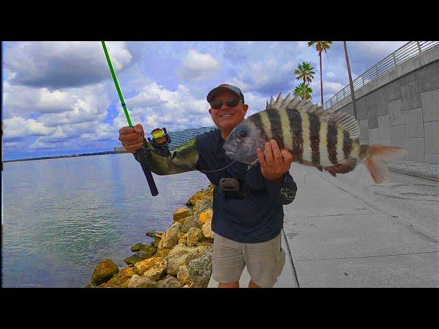 Sight Casting ABSOLUTE GIANT Sheepshead (Catch and Cook) Florida Saltwater Fishing