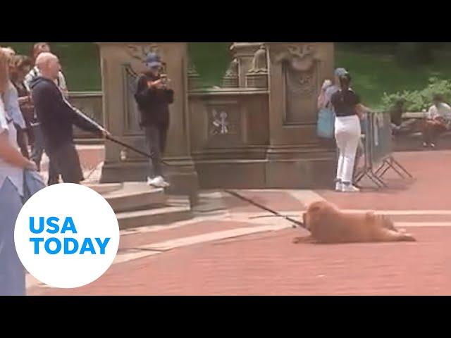 Lazy Chow Chow in NYC's Central Park stands ground | USA TODAY