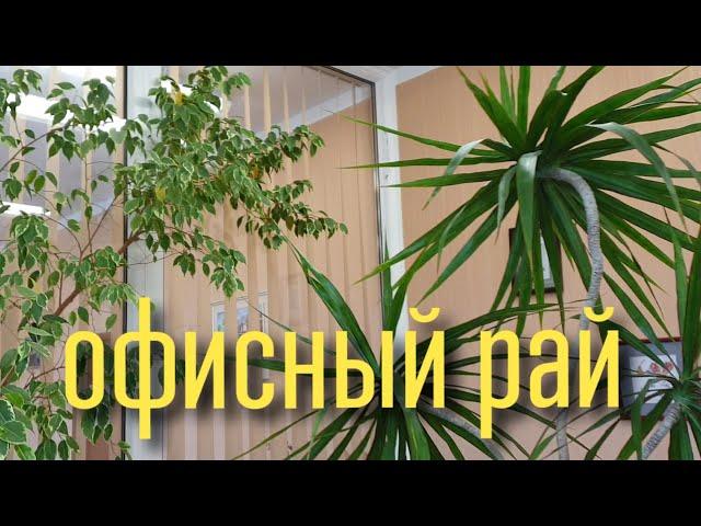 Неубиваемые цветы для дома и офиса, офисные растения