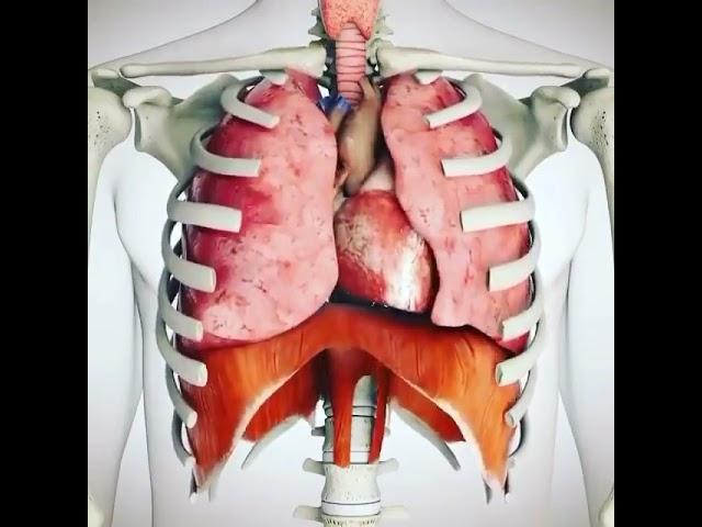 Animation   Rib Cage