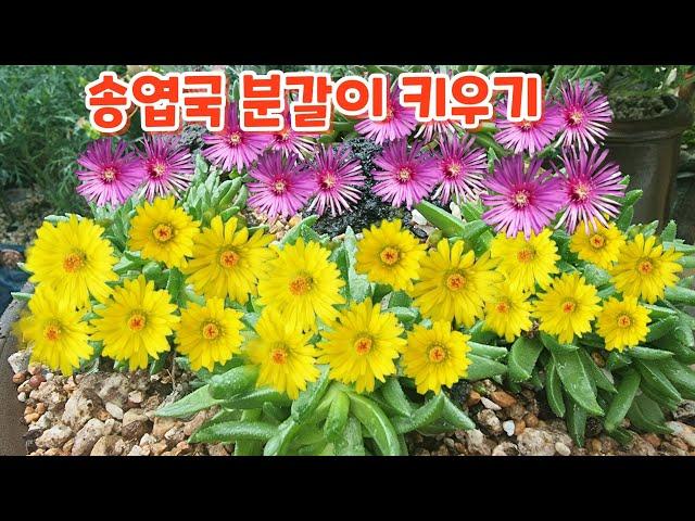 #송엽국 향로화분에 #분갈이하기 #키우기 #흙배합 우물정진주바위솔