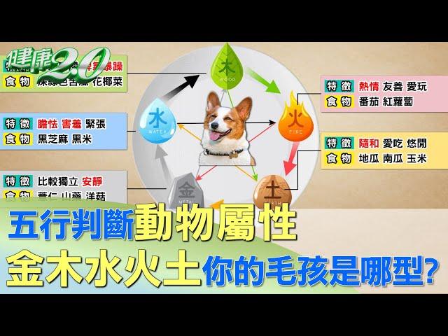 五行判斷"動物屬性" "金木水火土"你的毛孩是哪一型? 健康2.0