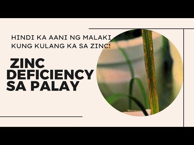 ZINC FERTILIZER  sa Palay, gaano kahalaga?