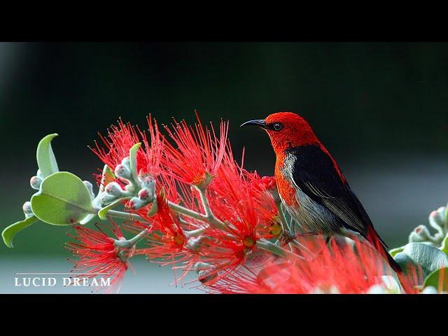 Relaxing music with a stream and birdsong - Beautiful piano music relaxes #2