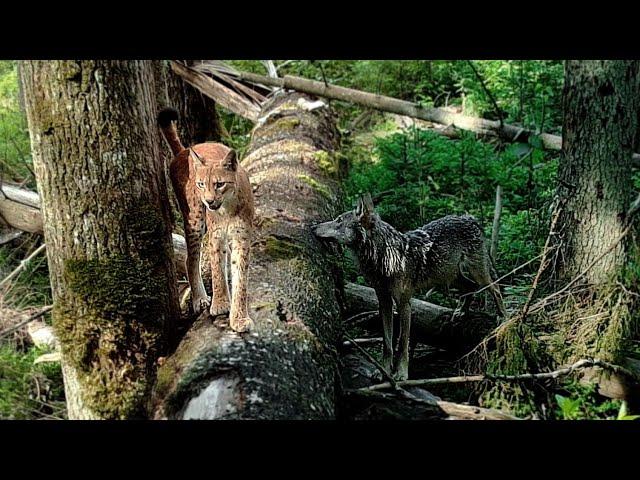 The only wolf family that succeeded to save some of their pups in Naliboki Forest in 2021