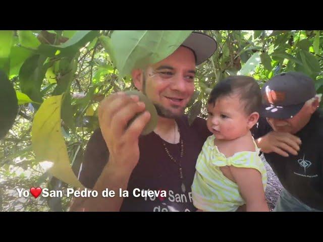 La huerta de aguacate que tiene don Gregorio Salazar en su casa