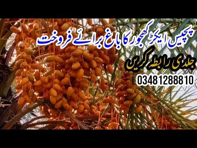 Sajjad Bukhari khajoor farm jhang | Date farming in pakistan | پچیس ایکڑ کھجور کا باغ برائے فروخت