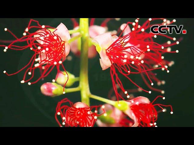 惊艳！这种小花绽放像烟花一样绝美动人 | CCTV