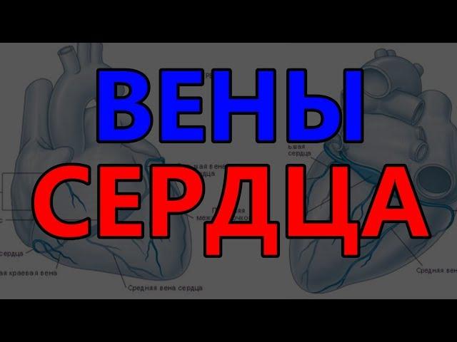 Вены сердца | Умный Медик [УМ] | Анатомия