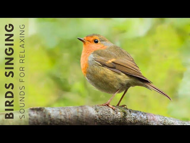 Nature Birds Sounds - Birds Singing in the Forest, Beautiful Bird Scenes and Sounds for Relaxation