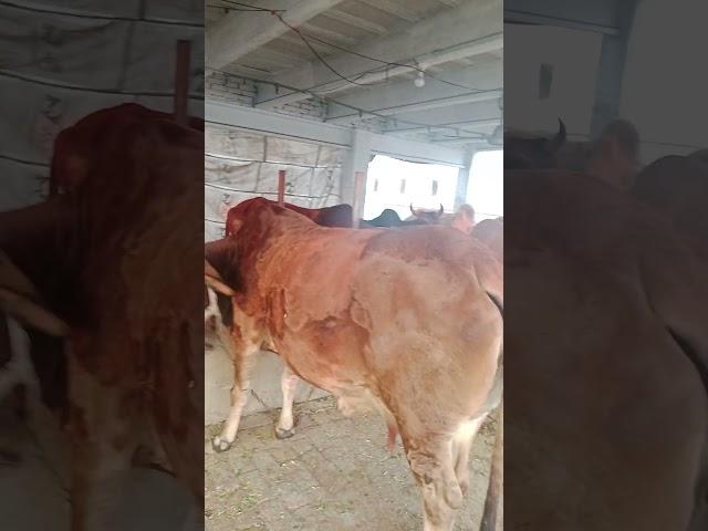 Usman Akbar #trending #zamzamelectroni #animals #bismillahcattle #youtubeshorts