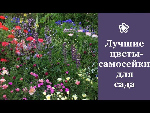  Лучшие цветы-самосейки для сада