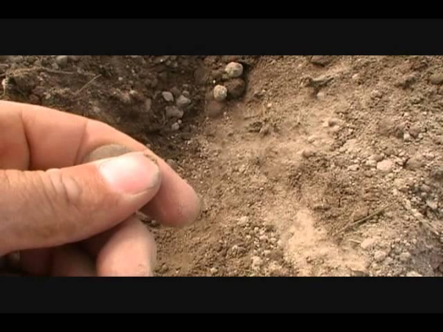 Relic Hunting Metal Detecting in Virginia with Wes-N-VA.wmv