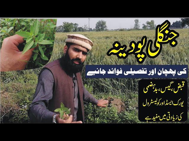 Jangli podina ke fayde | how to use mint/podina | high cholesterol/ uric acid qabaz badhazmi ka ilaj