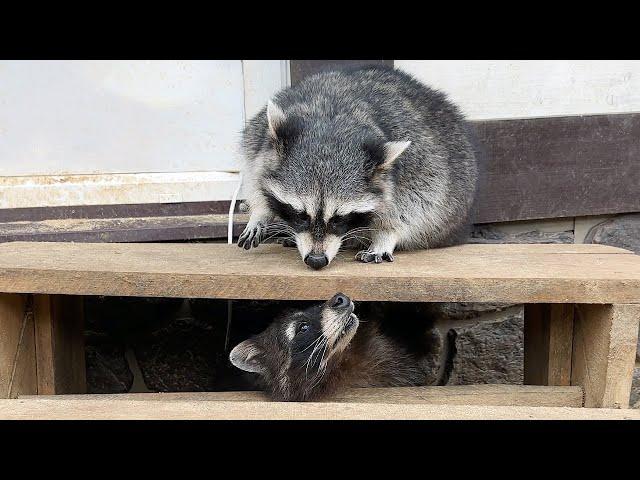 RACCOON IN A FURY / Acquaintance of raccoons with Matthew / What does a beaver smell like?