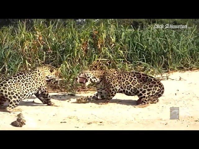 Saving Wildlife: Giants of the Pantanal