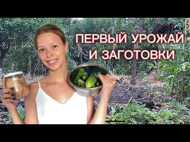 2 Операции За Один День  Сплетни Из Курятника | Каждый День На Огороде    #деревня #влог #дача