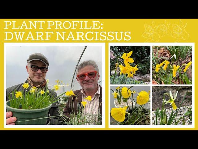 Plant profile: Six beautiful dwarf Narcissus