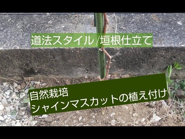 【道法スタイル/自然栽培】シャインマスカット植え付け