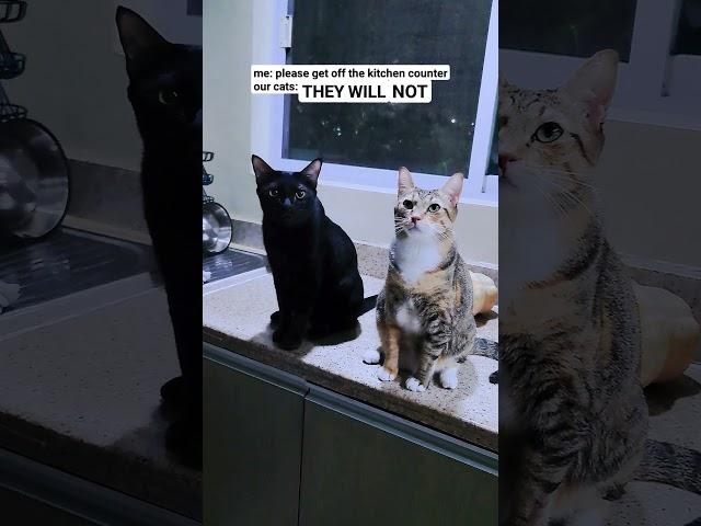 cats refuse to do what they're told #rebel #cats #boss
