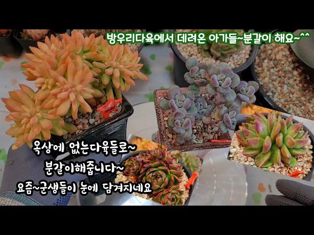 방우리다육(언박씽) 아돌피철화 우연히 만난화분과찰떡궁합#다육분갈이 내만족도500%succulents  plant 多肉植物