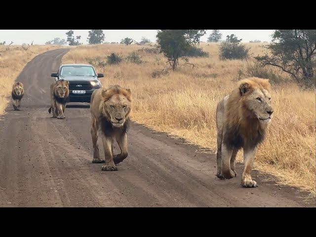 Lion Kings Of The Kruger