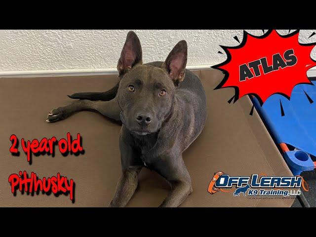 Best Pit/Husky Mix Trainer in Peckville ||| OLK9 Lehigh Valley ||| 2 Year Old Pitsky, Atlas