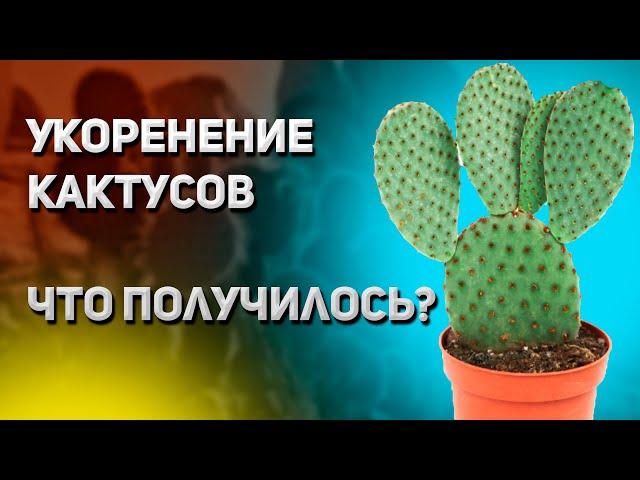 Как укоренить кактус. Результат спустя месяц. Уход за кактусом.