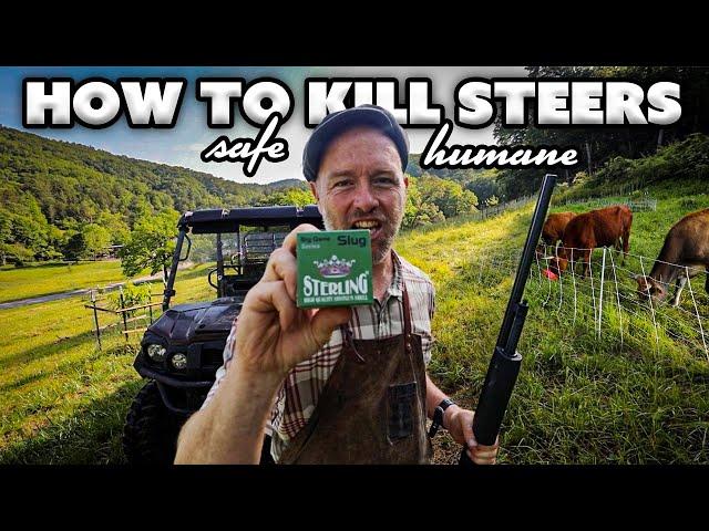 How I'm Killing our Steers (Safely + Humanely)