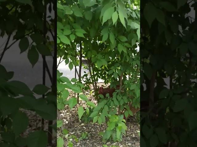 Хорошо в Китае, дворы уютные, курицы гуляют. Это микрорайон в Китае похож на старые советские районы