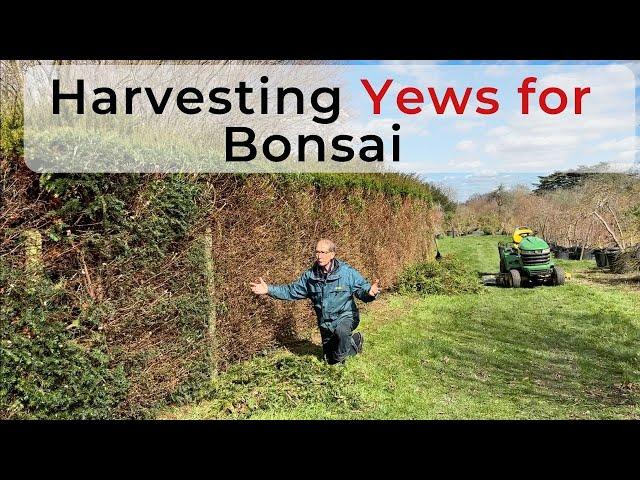 Growing & Harvesting Yews for Bonsai