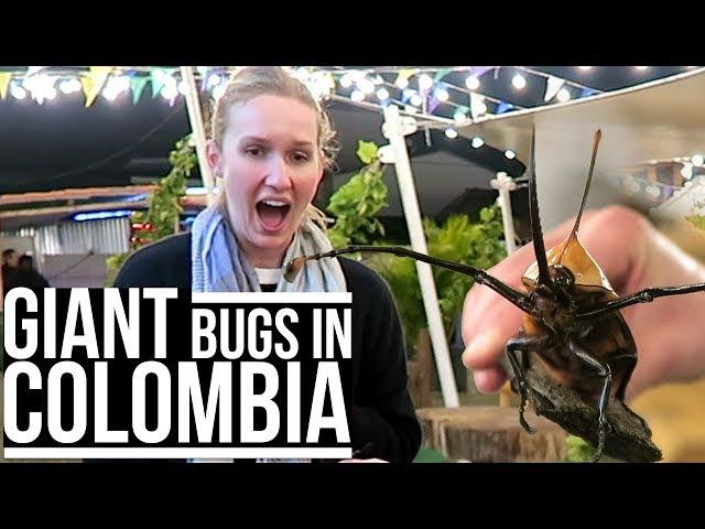 GIANT BUGS IN COLOMBIA | Eileen Aldis