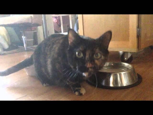 Lazy Cat Lying Down While Drinking Water