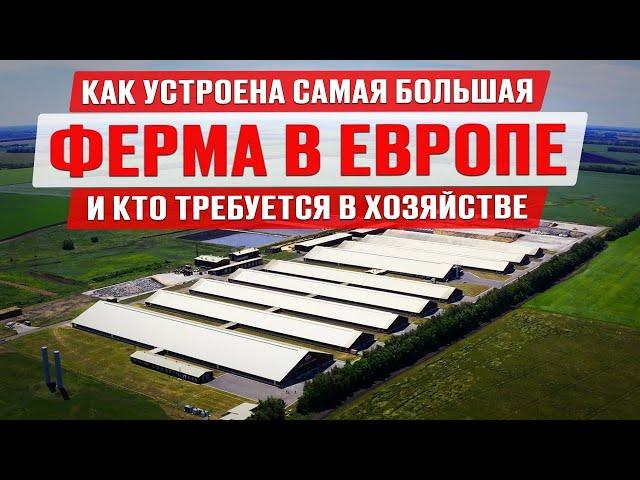 Самая большая ферма в Европе | Коровы джерси | Голштины и монбельярды | Производство молока